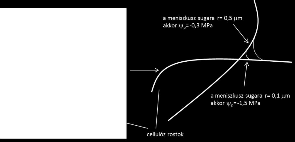 A vízszállítás sebessége nagymértékben függ a vízszállító elem sugarától (Poiseuille-egyenlet). P 2T r 1.1.15. ábra. A tartópontok kialakulása a cellulóz rostok mentén.