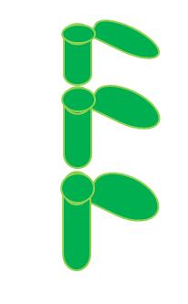 A reproduktív-vegetatív átmenet egyértelműen nyomon követhető az Arabidopsis egyedfejlődése során.