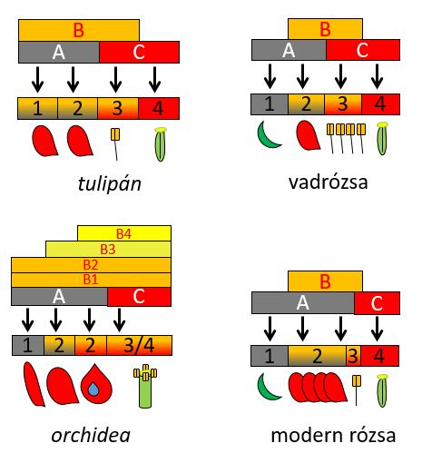 4.4.3.5. Az ABC modell általános érvényessége Az ABC modellt az Arabidopsis növény szabályos keresztes virágára írták le.