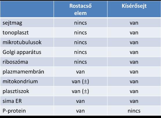 Sejtalkotók a rostacső elemben és a kísérősejtben.