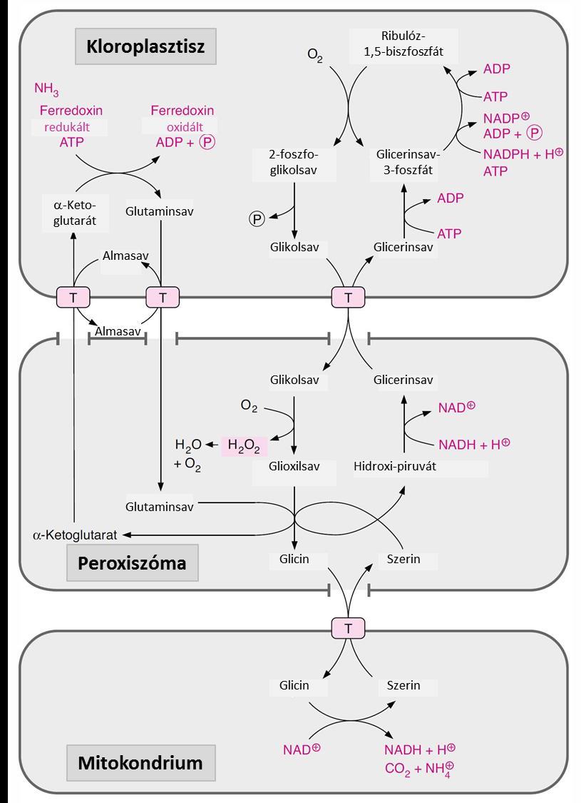 1.3.8. ábra. A fotorespiráció folyamata. A három oranellumban zajló reakciósor terméke CO2 és NH3 a mitokondriumban képződik, de a kloroplasztiszban mindkettő reasszimilálódik.