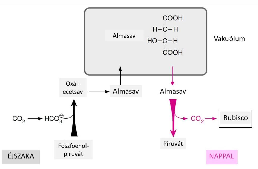 A CAM (=Crassulacean Acid Metabolism) a pozsgásokban működik. Ezek a növények sivatagi, száraz, forró helyeken élnek, sztómáikat éjszaka nyitják, amikor hűvösebb, párásabb a lvegő.