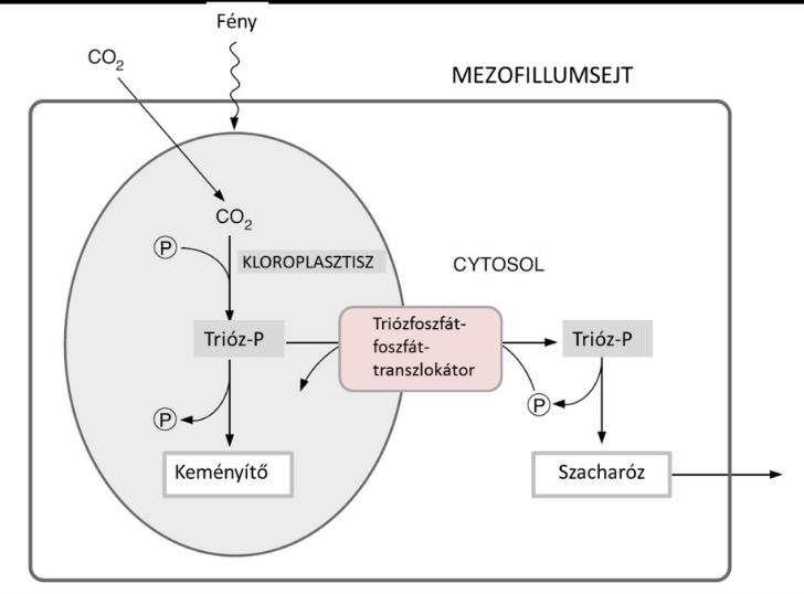 . 1.3.11. ábra. CAM növényekben a CO2 megszerzése és felhasználása időben szétválik. (Forrás: Hans-Walter Heldt, Birgit Piechulla: Pflanzenbiochemie. 5. Auflage.