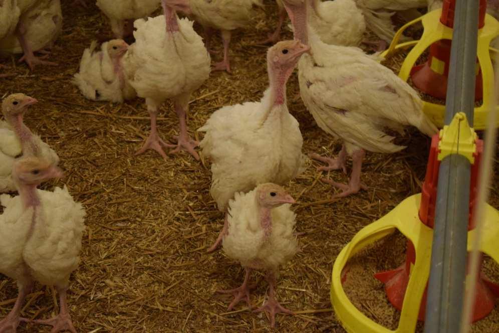 mesterséges megtemékenyítés) horizontális terjedés (keltető, élet első néhány