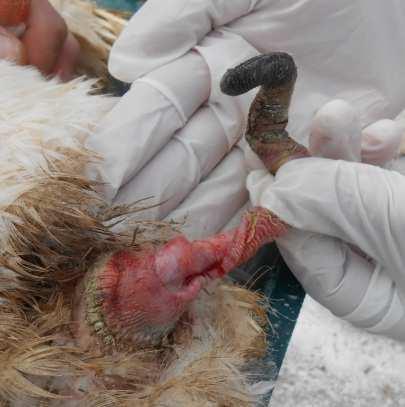 M. anserisalpingitidis Klinikai tünetek, kórbonctan Klinikai tünetek, kórbonctan M. anseris Közepesen gyakori Hasonló, mint a M.