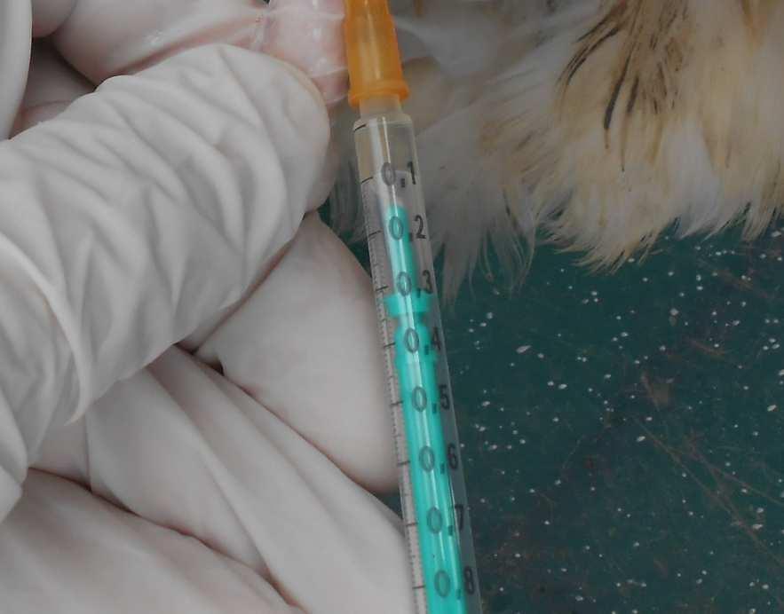 rendelkezésre Direkt módszerek: Megfelelő minta: Phallus lympha Kloáka tampon (sperma, petevezető, légzsák) PCR: Izolálás Genotipizálás: törzsek összehasonlítása, járványtani nyomozás 75 76