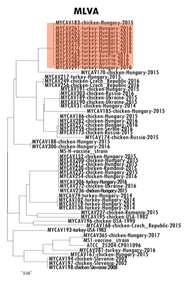 (Differentiating Infected from Vaccinated Animals): lásd később Genotipizálás: járványtani