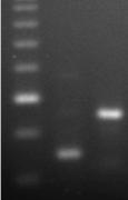 8 9 10 11 12 13 14 Trachael population A n t i b i o t i c Mucosal immunity 1 0,6 0,4 0,2 0 time (weeks) Immunity (Resistance to wild colonization) Antibiotikum átveszi a 0,8 vakcina szerepét 29 30