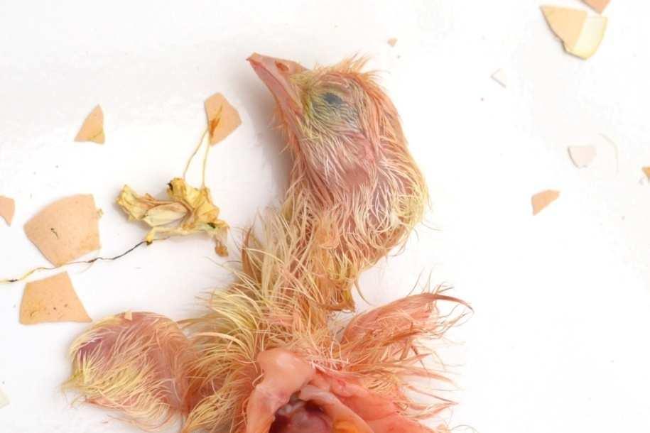 felerősítése Értékesítési korlátozások Morbiditás: Tyúk: