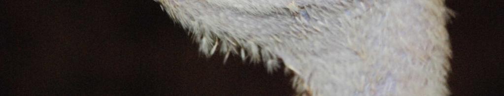 coli Avibacterium paragallinarum Ornithobacterium