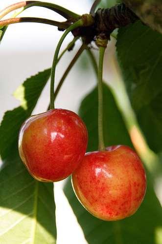 Cseresznye (Prunus domestica L.) Termése Csonthéjas termés. Csupasz felületű, csillogó, feszes. A héj sárga alapszínű vörös csíkokkal. Többnyire azonban piros alapszínű.