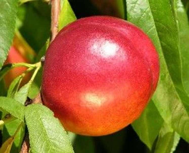 Red June Júliusi érésű, bőtermő fajta. Édes ízű, lédús, húsa tömött, sárgaszínű.