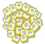 VasioukhinJ Cell Sci 2008;121:1141-1150 Chen