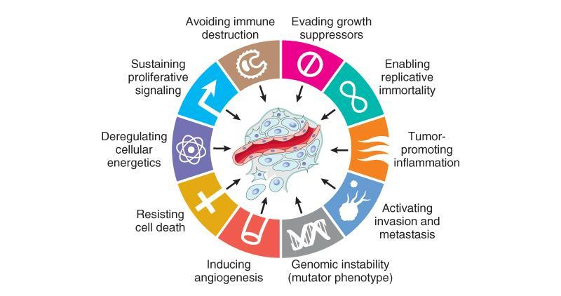 Hallmarks of cancer Állandó proliferációs szignál Immunrendszer kikerülése Növekedésgátlás kivédése Replikációs halhatatlanság