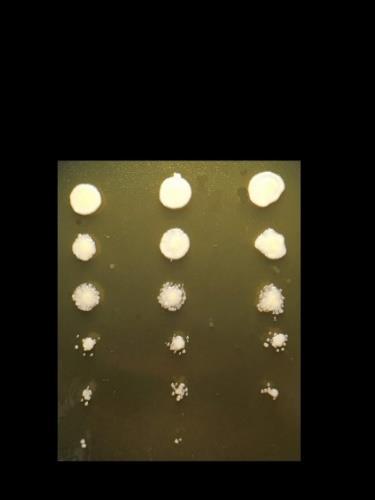 10. ábra: Példa a Drop-teszt kivitelezésére (a hígítási fokozatok a jobb oldalon találhatók) Az ImageJ képfeldolgozó program Area Measurement funkció segítségével minden telepnek meghatározható a