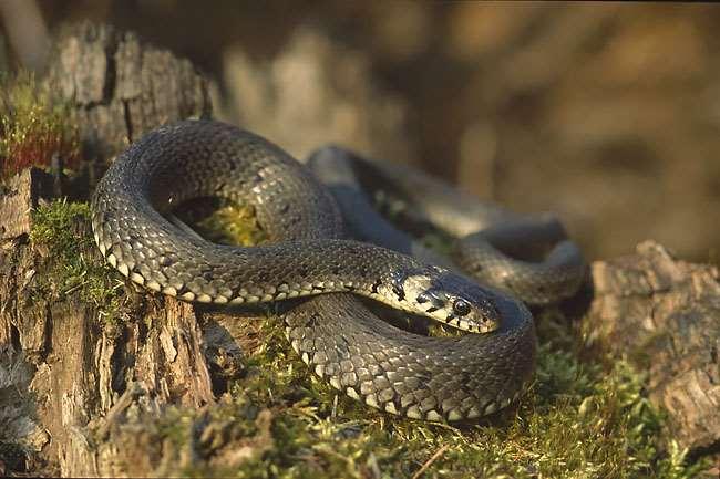 Vízi sikló (Natrix