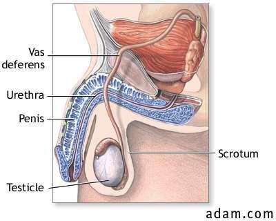 Testosteron Wolff cső epididymis, vas deferens, vesicula seminalis 9-13 hét Dihydrotestosteron