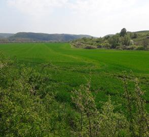 kukoricatábla