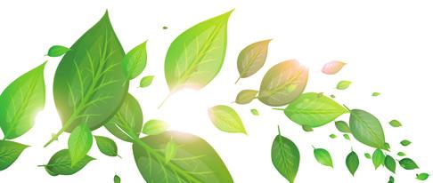 természetes növényi koncentrátum. Kedvező biológiai A Croton lechleri az Amazonas-medencében növekvő fa 100%-os gyanta nedvét tartalmazza. Természetes antibiotikum.