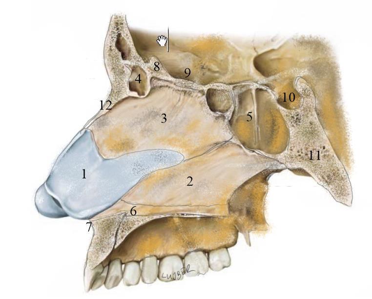 (Ábra 2.7.) Orrüreg mediális fala (orrsövény) 1. Cartilago septi nasi 2. Vomer 3. Lamina perpendicularis ossis ethmoidalis 4. Sinus frontalis 5. Sinus sphenoidalis 6. Crista nasalis 7.