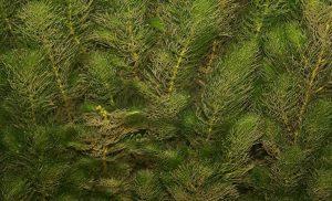 Kanadai átokhínár (Elodea canadensis) Borókalevelű süllőhínár