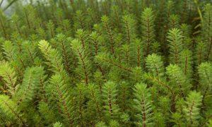 Myriophyllum hippuroides Kanadai átokhínár - Elodea