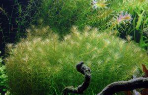 Andesi süllőhínár - Myriophyllum quitense