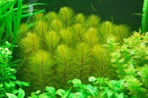 Madagaszkári süllőhínár - Myriophyllum