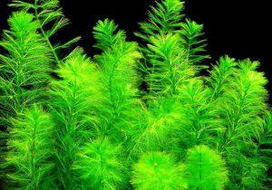 pinnatum) Füzéres süllőhínár - Myriophyllum