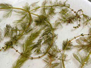 muricatum) Bokros süllőhínár - Myriophyllum