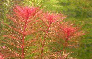 quitense) Vörös süllőhínár - Myriophyllum