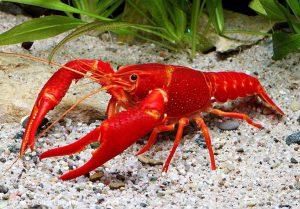 Procambarus clarkii -OrangeVirginiai