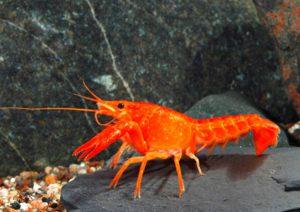 virginalis Narancsrák (Procambarus clarkii