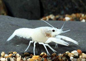 clarkii) Hórák - Procambarus clarkii -White-