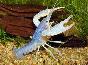 Kaliforniai vörösrák - Procambarus clarkii A
