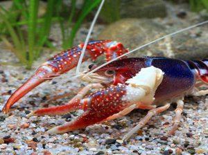 Kaliforniai kékrák (Procambarus clarkii "Blue") Vöröscsíkos törperák - Cambarellus diminutus Szellemrák - Procambarus clarkii -Ghost- Megjegyzés: A listán szerepel további négy rákfaj (Eriocheir
