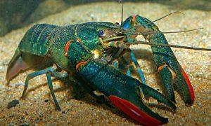 Lila vízijácint (Eichhornia crassiceps) Kubai kékrák (Procambarus alleni) Lila vízijácint -