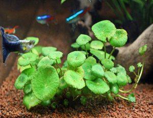 "Japan") Egyéb Hydrocotyle-fajok nem szerepelnek a listán, így