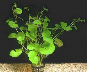 Fehérfejű gázlóvirág - Hydrocotyle leucocephala Hydrocotyle
