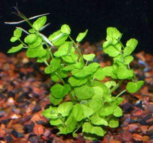 sibthorpioides A Hydrocotyle fajokhoz nagyfokú hasonlóságot mutat még a