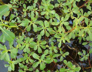 grandiflora Sárgavirágú tóalma (Ludwigia peploides) Japán kakukktorma -