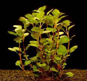 Közönséges tóalma - Ludwigia palustris
