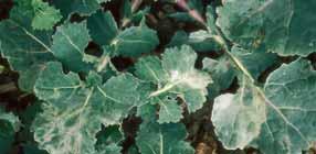 Gombabetegségek Irodalom: HARDWICK, N. V., CULSHAW, F. A., DAVIES, J. M. L., GLAD- DERS, P., HAWKINS, J. H., SLAWSON, D. D., 1989: Incidence and serverity of fungal diseases of winter oilseed rape in England and Wales, 1986 1988.