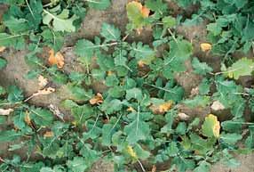 levélfoltosság és szárrák Leptosphaeria maculans (Desm.) Ces. & de Not. (anamorf: Phoma lingam [Tode ex Fr.] Desm.