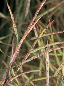 , 1990: Survey of Alternaria Alternaria-foltok a becőkön (közeli felvétel), gyűrűsödés Becők fertőzése az állományban: becőrontó (bal