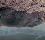 Kószapocok Arvicola terrestris L. Jelölés és kárkép A kószapocok testhossza 12 18 cm, farokhossza 6 7,5 cm (körülbelül testhossza fele).