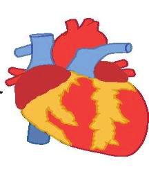 = neuregulin-1β; TNFα = tumornekrózisfaktor-alfa Malnutritio, cachexia és sarcopenia 1.