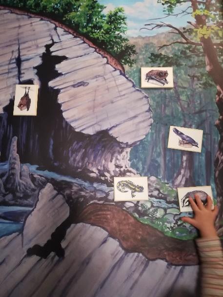 Elkészült egy barlangi élővilágot bemutató molinó, amin a gyerekek Zsoldos Péter természetfestő élethű állatfiguráit helyezhetik el.