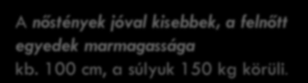 homokszínű szőrzet A hímoroszlán könnyen felismerhető a sörényéről, a