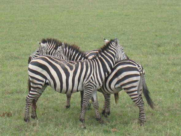 ZEBRA, a tigrisló - méneseket alkotnak -